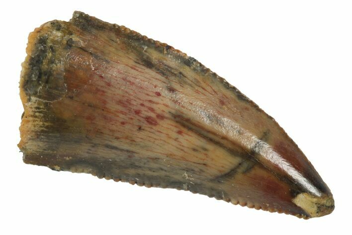 Serrated, Raptor Tooth - Real Dinosaur Tooth #186127
